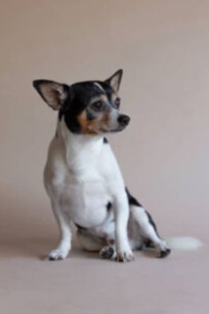 a small black and white dog sitting on top of a floor next to a wall