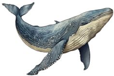 a drawing of a humpback whale with its mouth open and it's tail out