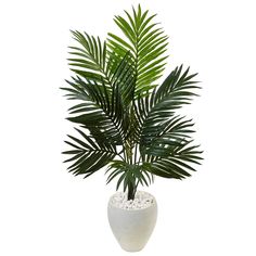 a plant in a white vase on a white background