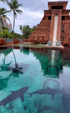 two dolphins swimming in a pool with a slide coming out of the water and palm trees behind them