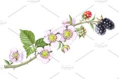 watercolor painting of berries and flowers on a branch with green leaves, raspberries