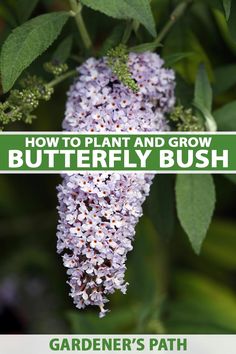 purple flowers with green leaves and the words how to plant and grow butterfly bush