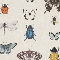 many different types of bugs and insects on a white background