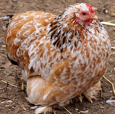 a brown and white chicken standing on top of dirt