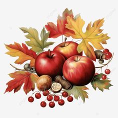 thanksgiving concept with apples acorns berries and fall leaves organic farming png Thanksgiving Clipart, Fall Stickers, Harvest Farm