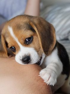 a puppy is sitting on the back of a mans stomach