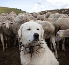 a large white dog standing in front of a herd of sheep on a dirt field