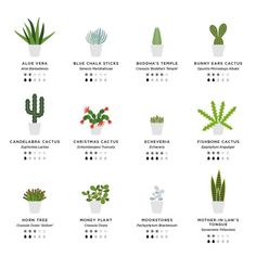 the different types of cactuses and succulents are shown in this poster