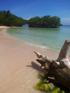 a tree trunk laying on top of a sandy beach next to the ocean with an island in the background