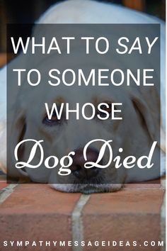 a white dog laying on top of a brick floor with the words what to say to someone