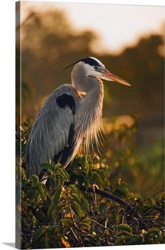 a bird is perched on top of a tree branch in the sun, with it's beak open