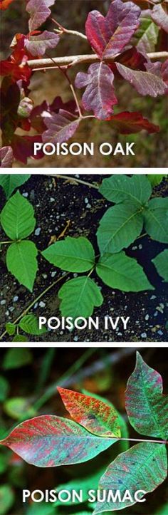 three different types of leaves with the words poison oak, poison sumacc and