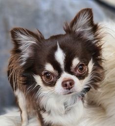 a small brown and white dog sitting on top of a couch