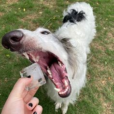 Quite a few dogs out there have the power of making even the most tough-looking person go whosagoodboyyesyouare in a high-pitched voice. That’s because they’re just too cute, and there sure are loads of pictures to prove it. Borzoi Dog, Goofy Dog, Silly Dogs, Pretty Animals, Cute Creatures, Animal Photo, Cute Little Animals