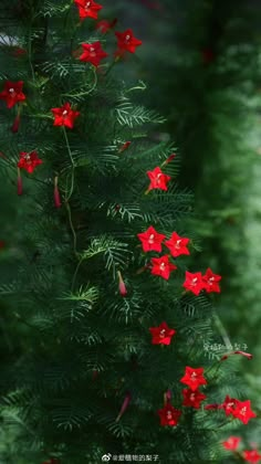 red flowers growing on the side of a pine tree