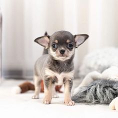 a small gray and white dog standing on top of a floor next to stuffed animals