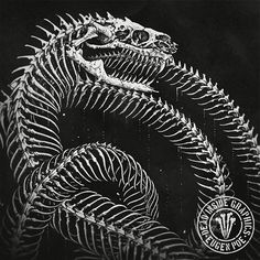 a black and white photo of a lizard skeleton