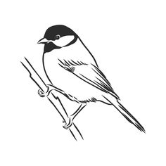 a black and white drawing of a bird on a branch with a twig in it's beak