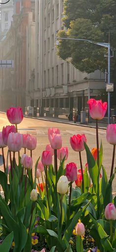 pink and white tulips in the middle of a city street with buildings behind them