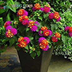 several potted plants with orange and pink flowers