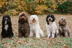 four dogs are sitting in the grass with leaves on the ground and trees behind them