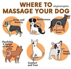 there are many different types of dogs that can be used for massages and other uses