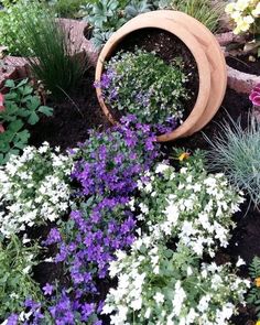 some purple and white flowers are in a flower bed next to a potted plant