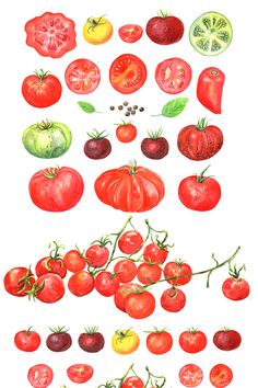 a bunch of different types of tomatoes on a white background