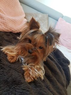 a small brown dog laying on top of a bed next to a pink and white pillow