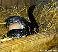 a snake is curled up in the hay