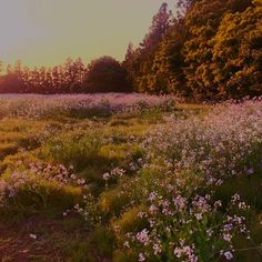 the sun is setting over an open field with wildflowers and trees in the background