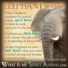 an elephant with the words elephants spirit guide on it's front and back side