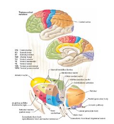 the structure of the human brain and its major functions in each part of the body