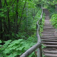 a wooden staircase in the middle of a forest