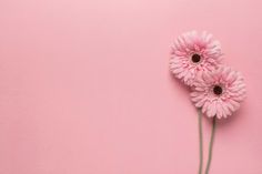 three pink daisies on a pink background