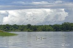 two swans swimming in the middle of a lake under a cloudy sky and some trees