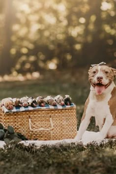 a brown and white dog sitting next to a basket full of puppies