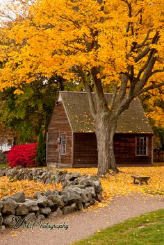 a tree with yellow leaves in front of a small cabin