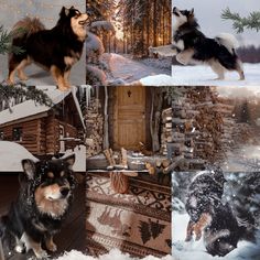 collage of photos with dogs in the snow and christmas decorations around them, including a log cabin