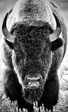 a black and white photo of a bison with large horns on it's head