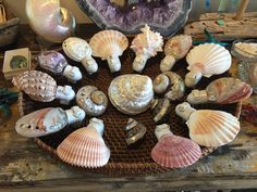 many seashells are arranged in a circle on a table