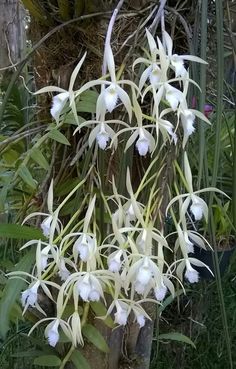 white flowers are growing on the side of a tree