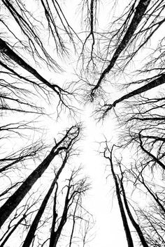 black and white photograph of trees looking up at the sky with no leaves on them