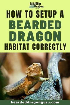 a bearded dragon sitting on top of a tree branch with text overlay reading how to setup a bearded dragon habitat correctly