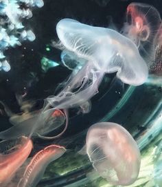 several jellyfish swimming in an aquarium tank