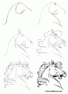 some drawings of horses in different poses