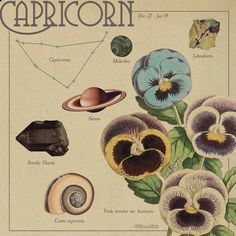 an old book with some flowers and other things on the cover that are labeled capricorn