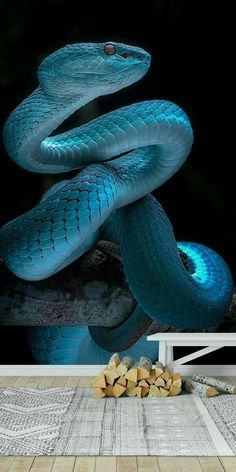 a large blue snake on a branch in front of a black background with wood chips