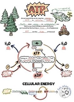 the cellular energy diagram is shown in this image