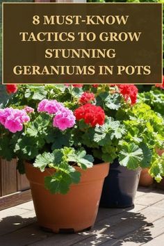 potted geranias with the title 8 must - know tricks to grow stunning geranias in pots